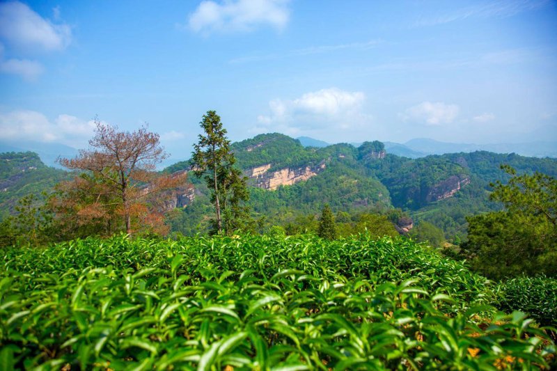 金骏眉选购指南：让茶香溢满你的生活