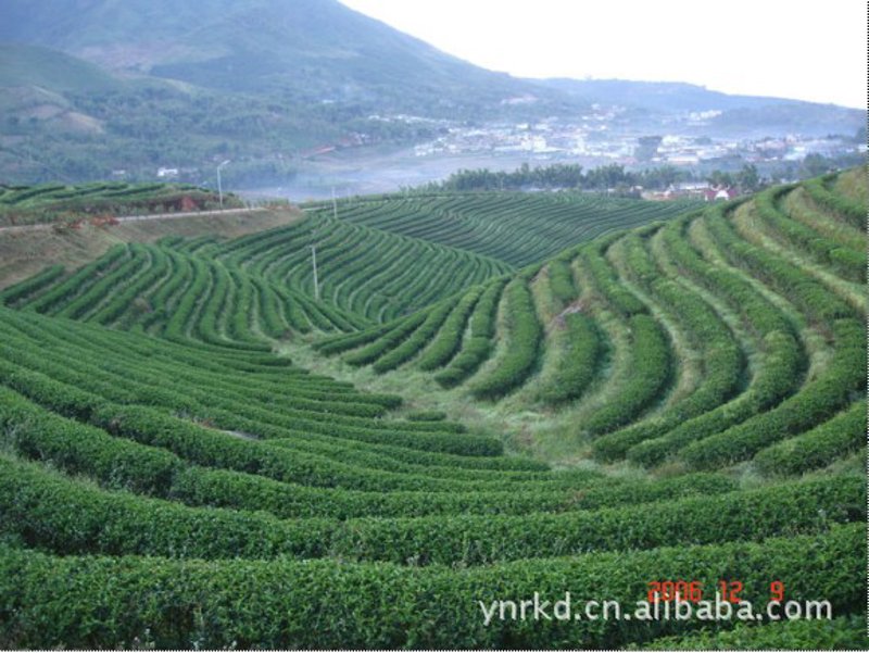 茶厂直销