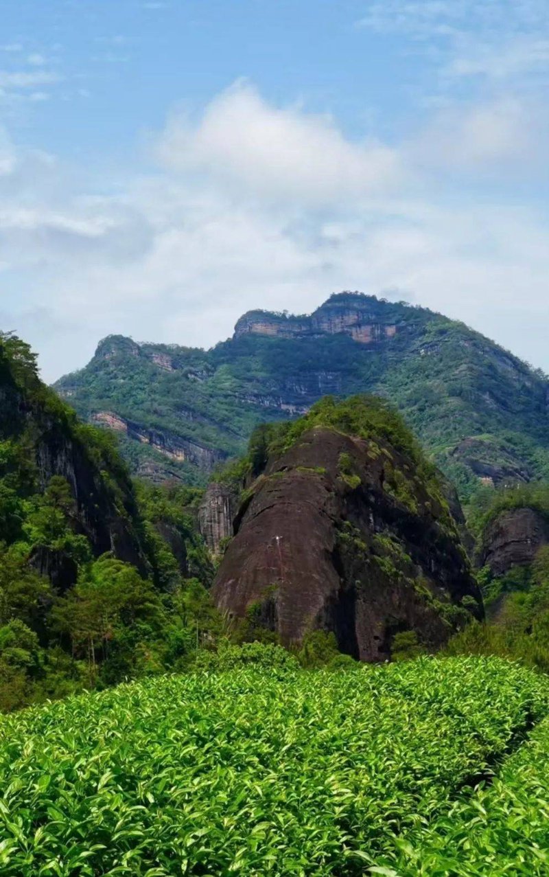 武夷山岩茶