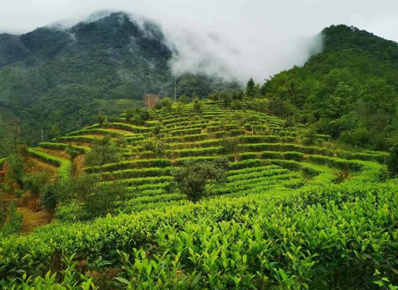 水仙茶:自然之灵的优雅绽放